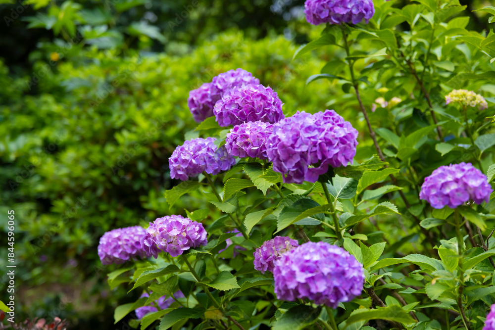 A hydrangea flower at the garden in the public park