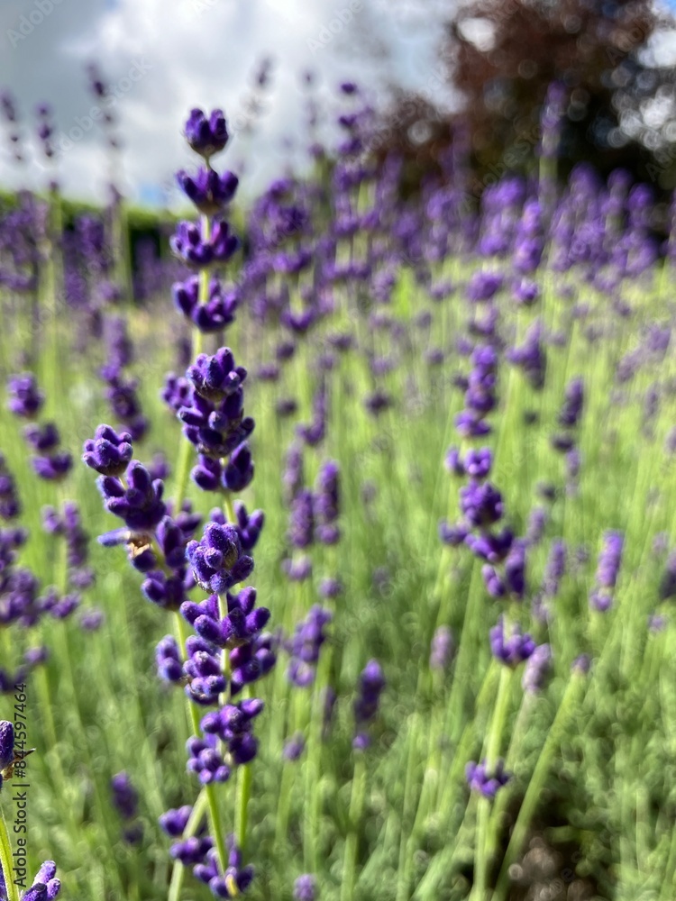 Fototapeta premium Beautiful lavender flowers up close