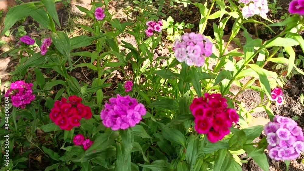Carnation blooms in the summer garden Carnation blooms in the summer garden