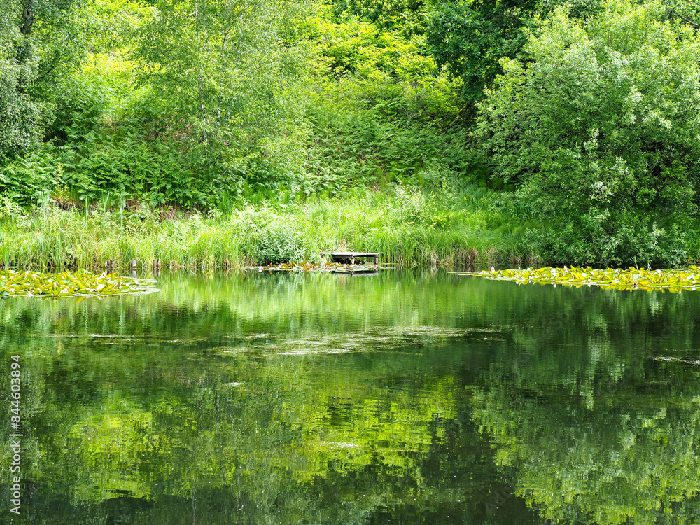 Serene pond surrounded by lush greenery and reflections of trees on a calm summer day. Serene pond surrounded by lush greenery and reflections of trees on a calm summer day.
