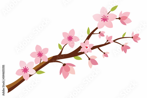 cherry blossom flower vector illustration