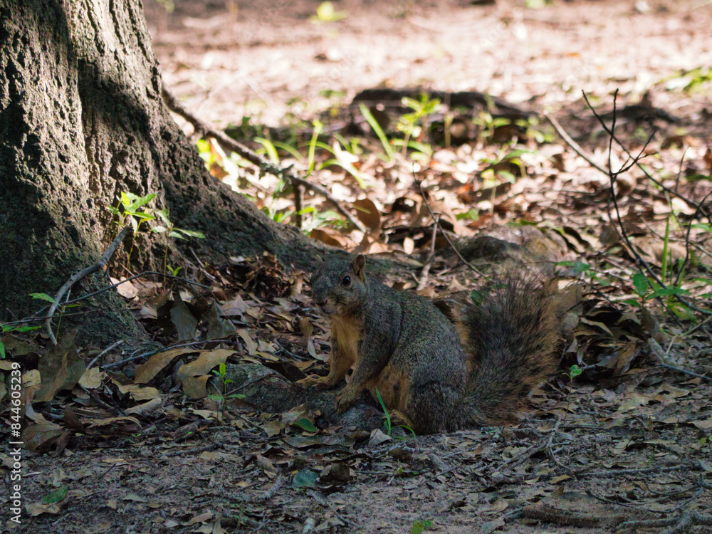 Obraz premium squirrel on the ground