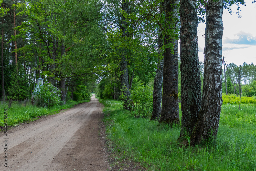 the dirt road stretches into the distance with birch trees by the roadside the dirt road stretches into the distance with birch trees by the roadside