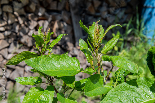 Wallpaper Mural horseradish leaves and flowers in the wild Torontodigital.ca