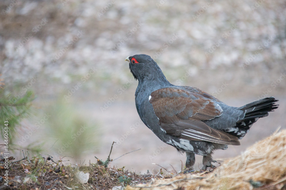 Capercaillie, Tetrao urogallus in deep forest Capercaillie, Tetrao urogallus in deep forest