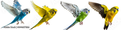 4 parakeets flying, a budgie with blue and gray wings spread, a green budgie standing on the floor with open beak photo