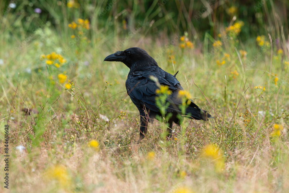 Fototapeta premium Grand Corbeau,.Corvus corax, Northern Raven