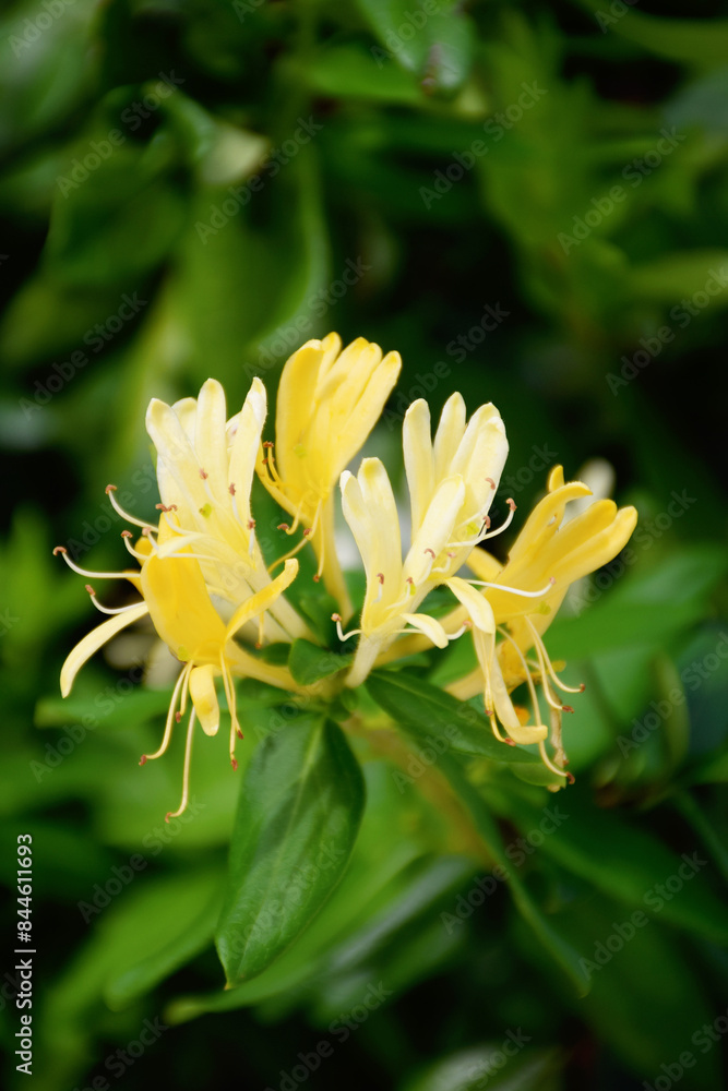 Yellow and White Honeysuckle Flowers (Lonicera japonica Thunb), commonly known as Japanese honeysuckle. Yellow and White Honeysuckle Flowers (Lonicera japonica Thunb), commonly known as Japanese honeysuckle.