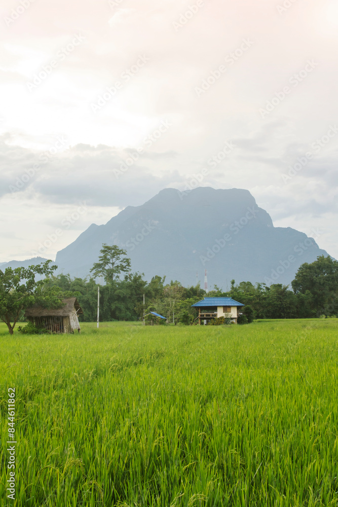Obraz premium House green rice field with doi luang, chiangdoa Chiangmai