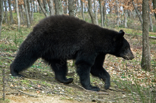 Ours noir d Asie  Ursus thibetanus