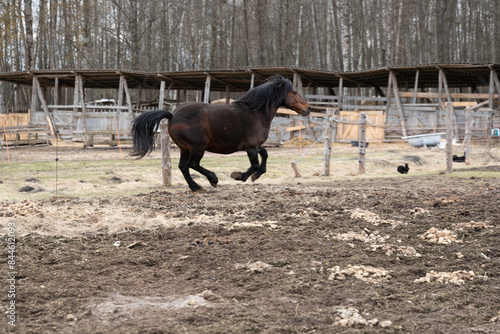 Horse Galloping in Fenced Area