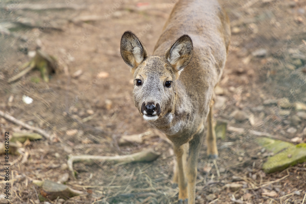 Fototapeta premium a beautiful roe deer walks through the meadows in early morning.