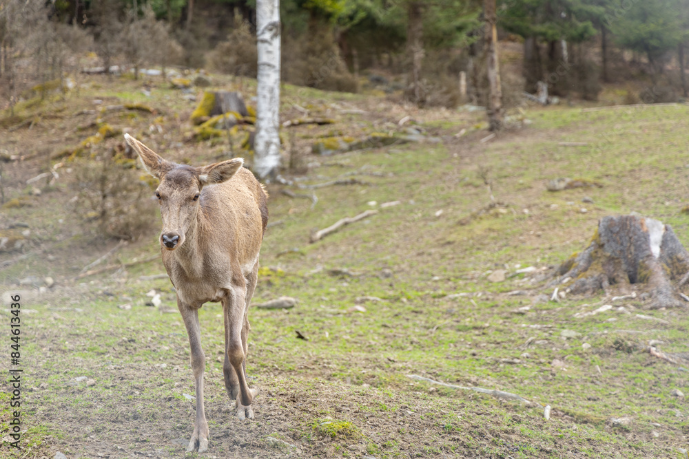 a beautiful roe deer walks through the meadows in early morning. a beautiful roe deer walks through the meadows in early morning.