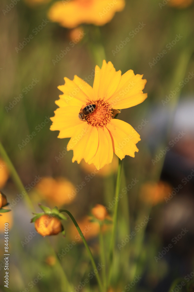 Coreopsis. Yellow bright flower with wasp. Flowers in nature are pollinated by insects. Lance-leaved coreopsis close-up. Flower in full bloom Coreopsis. Yellow bright flower with wasp. Flowers in nature are pollinated by insects. Lance-leaved coreopsis close-up. Flower in full bloom