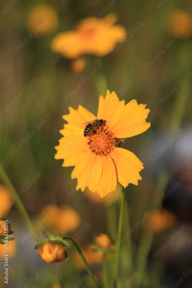 Coreopsis. Yellow bright flower with wasp. Flowers in nature are pollinated by insects. Lance-leaved coreopsis close-up. Flower in full bloom Coreopsis. Yellow bright flower with wasp. Flowers in nature are pollinated by insects. Lance-leaved coreopsis close-up. Flower in full bloom
