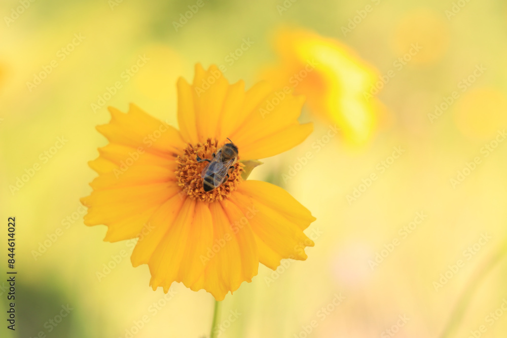 Coreopsis. Yellow bright flower with wasp. Flowers in nature are pollinated by insects. Lance-leaved coreopsis close-up. Flower in full bloom Coreopsis. Yellow bright flower with wasp. Flowers in nature are pollinated by insects. Lance-leaved coreopsis close-up. Flower in full bloom