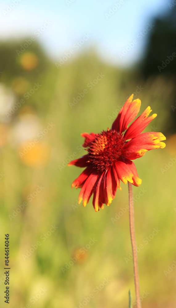 Gaillardia. Decorative bright flower. Flowers in nature close-up. Flower in full bloom. Beautiful flowers with natural green background and selective focus Gaillardia. Decorative bright flower. Flowers in nature close-up. Flower in full bloom. Beautiful flowers with natural green background and selective focus