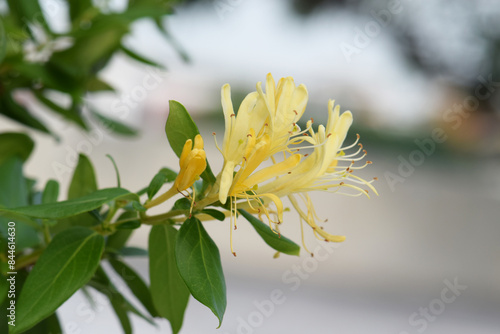 Yellow and White Honeysuckle Flowers (Lonicera japonica Thunb), commonly known as Japanese honeysuckle. photo