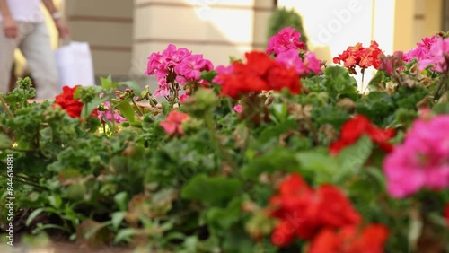 Wallpaper Mural Colorful Flowerbed with Vibrant Flowers and Greenery creates a beautiful urban display of nature Torontodigital.ca