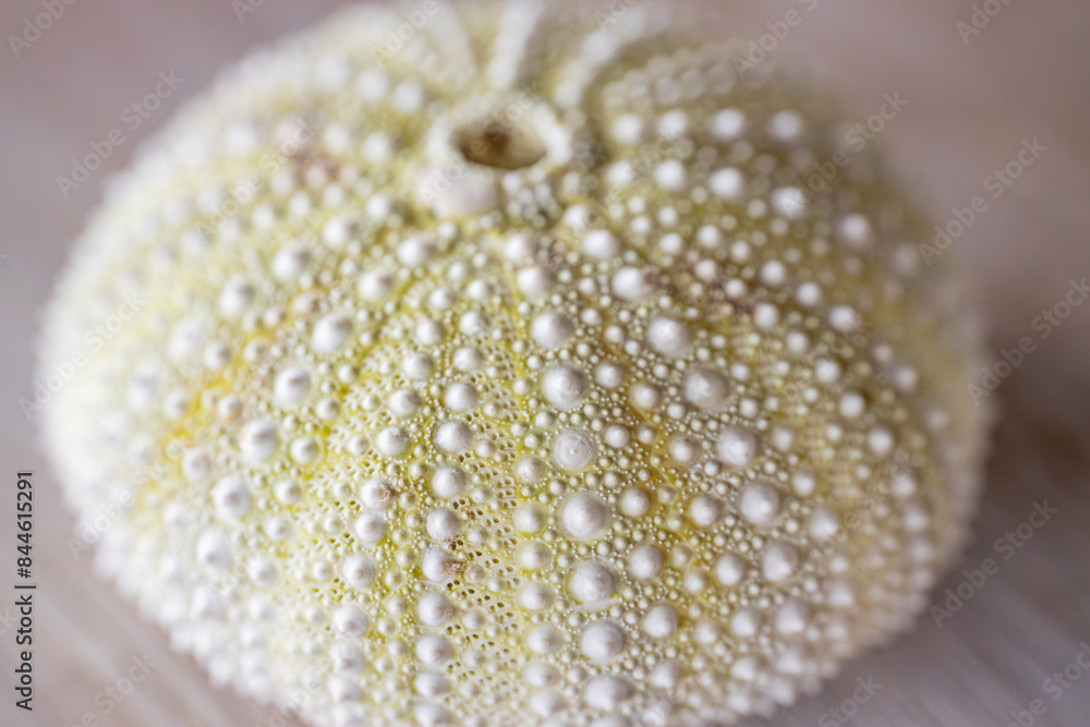 A detailed close-up of a sea urchin shell showing its intricate texture and pattern of ridges and holes. The natural colors and design of the hull are clearly visible A detailed close-up of a sea urchin shell showing its intricate texture and pattern of ridges and holes. The natural colors and design of the hull are clearly visible
