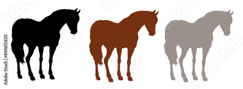 Black, white and brown silhouette of a Thoroughbred. Equine vector drawing. Beautiful horse illustration.	