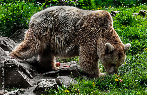 Syrian brown bear on the lawn.  Latin name - Ursus arctos syriacus	
