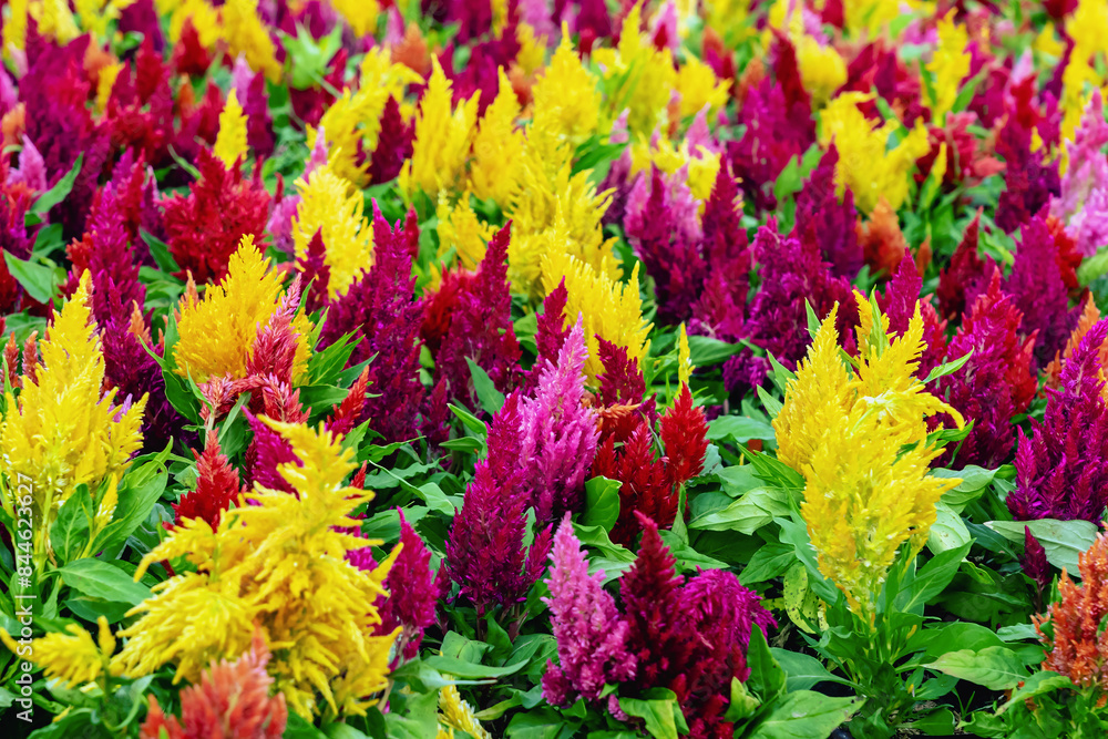 Colourful different flowers blooming in garden. Celosia flower or Cockscomb blooming. Beautiful flower multi color with Celosia Argentea or Plumed cockscomb blossom nature background. Selective focus. Colourful different flowers blooming in garden. Celosia flower or Cockscomb blooming. Beautiful flower multi color with Celosia Argentea or Plumed cockscomb blossom nature background. Selective focus.