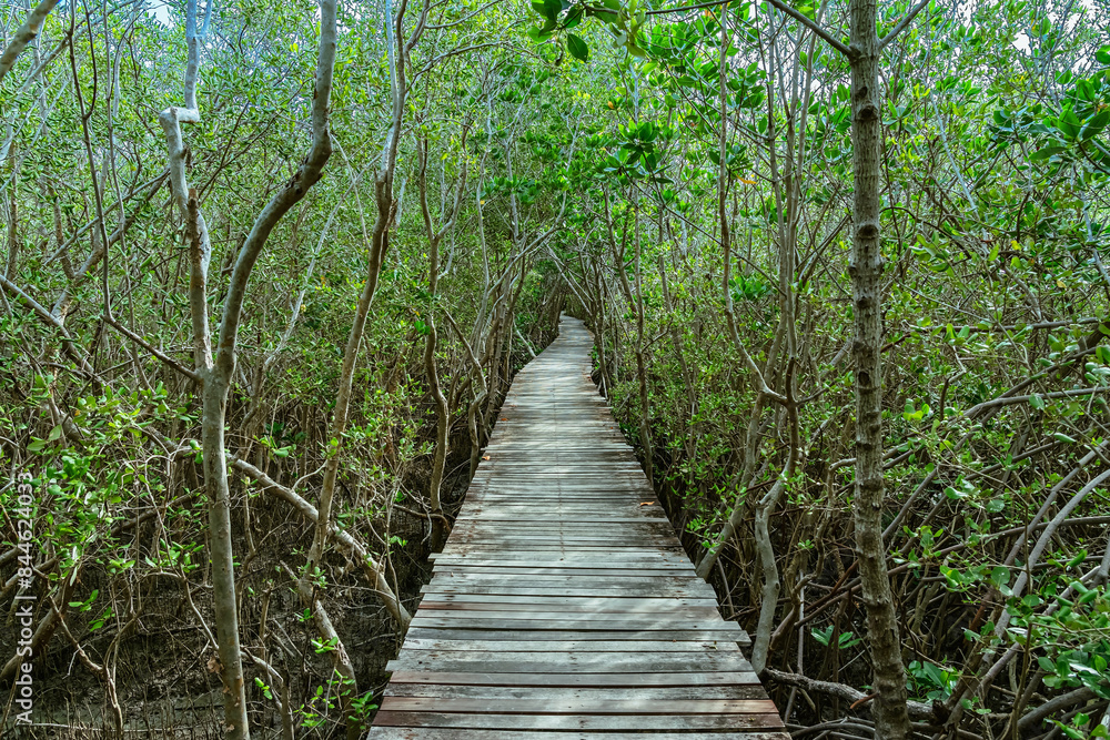 View of wooden bridge in flooded rainforest jungle of mangrove trees. Old wood floor with bridge or walk way through in tropical mangrove forest. Trail extends under shady tree.Tropical exotic travel View of wooden bridge in flooded rainforest jungle of mangrove trees. Old wood floor with bridge or walk way through in tropical mangrove forest. Trail extends under shady tree.Tropical exotic travel