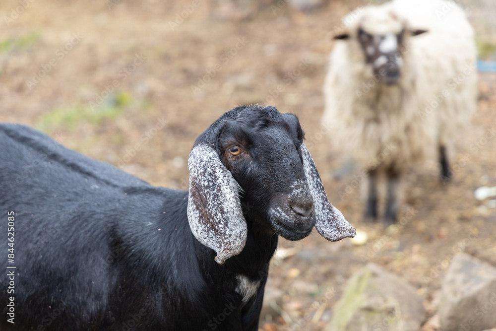 Portrait of adorable black little goat in Ukraine Carpathian zoo outdoor sunny meadow closeup Portrait of adorable black little goat in Ukraine Carpathian zoo outdoor sunny meadow closeup