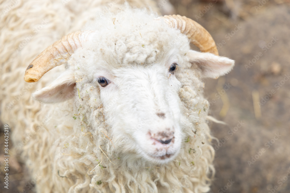 Portrait of adorable white sheep in Ukraine Carpathian zoo outdoor sunny meadow closeup Portrait of adorable white sheep in Ukraine Carpathian zoo outdoor sunny meadow closeup