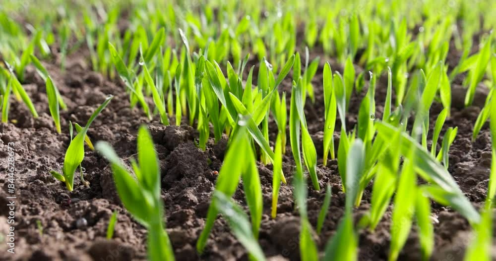 green sprouts of cereal rye in spring, a field with a new crop of rye in Europe green sprouts of cereal rye in spring, a field with a new crop of rye in Europe