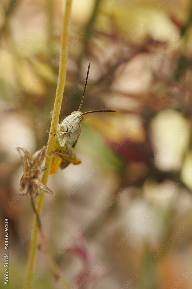 Saltamontes escondido tras ramita, Alcoy, España Saltamontes escondido tras ramita, Alcoy, España