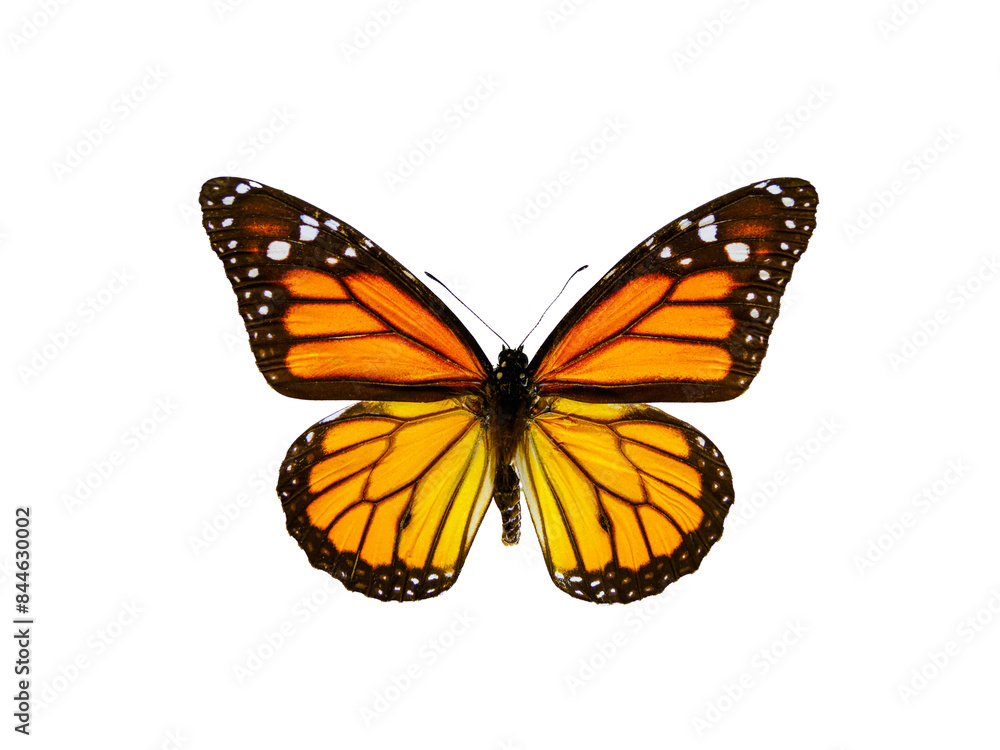 Fototapeta premium danaus plexippus isolated on white background