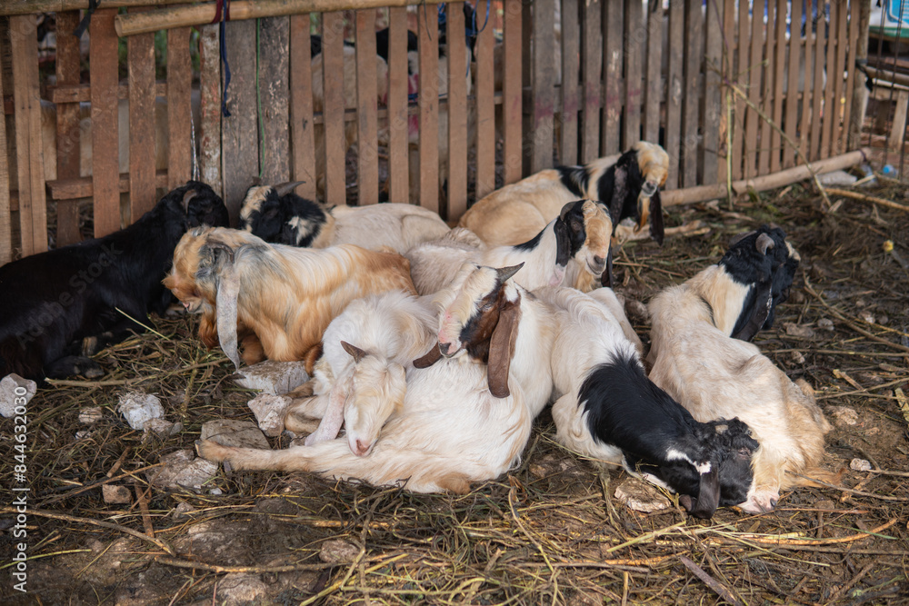 Obraz premium Portraits of Goat (kambing qurban) for the preparation of sacrifices on Eid al-Adha, goat placed in cages at the animal market, eid mubarak, islamic tradition
