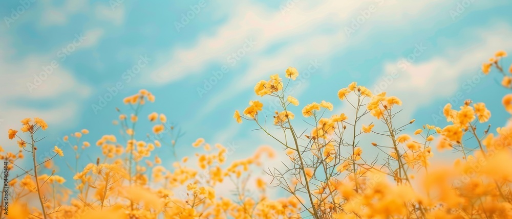 Beautiful panorama of a flowering rapeseed field Against the background of a blurred blue sky with clouds Beautiful panorama of a flowering rapeseed field Against the background of a blurred blue sky with clouds