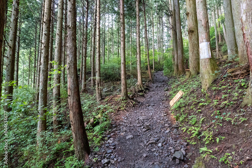 A view of the mountain trail of Bounooreyama going up from Shiratanisawa Ascent from the Shiratanisawa Ascent Yamaguchi photo