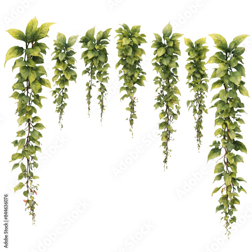 Wallpaper Mural tropical creeper plants in a row on transparent background Torontodigital.ca