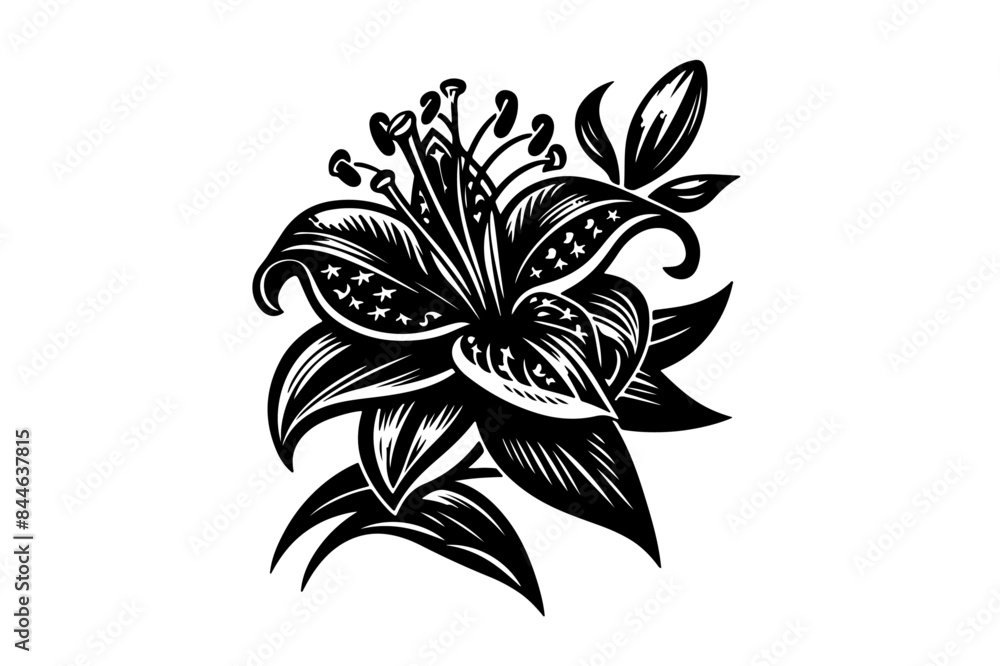 Obraz premium Lili Flower Vectors