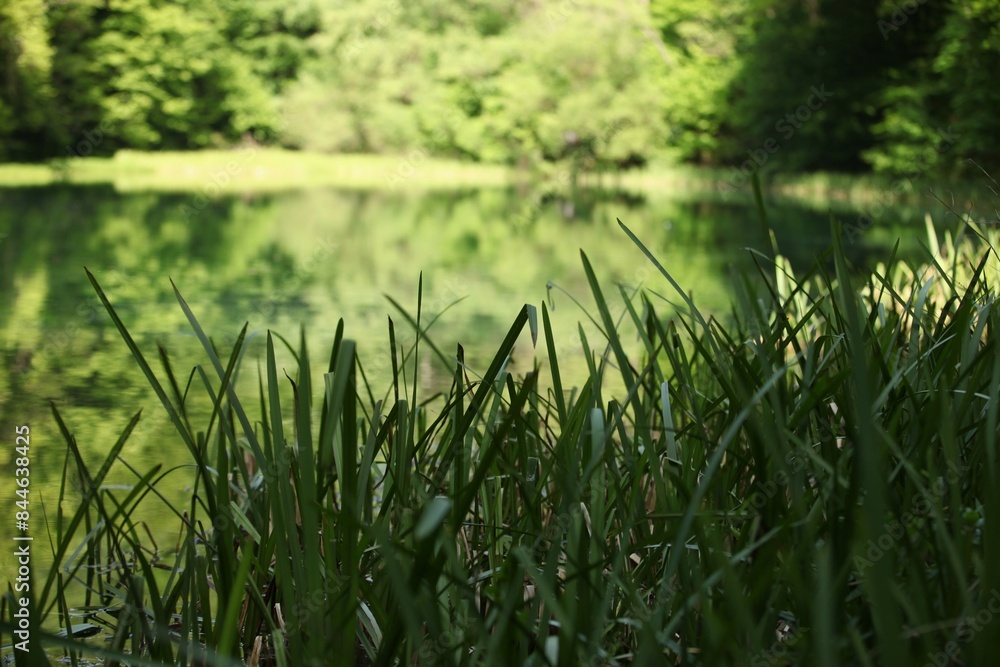 Obraz premium Green grass by the river and a landscape full of greenery and reflections in the water