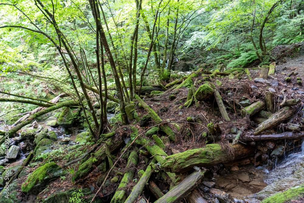 A view of the mountain trail of Bounooreyama going up from Shiratanisawa Ascent from the Shiratanisawa Ascent Yamaguchi A view of the mountain trail of Bounooreyama going up from Shiratanisawa Ascent from the Shiratanisawa Ascent Yamaguchi