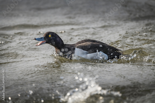 Randy male duck on a mission photo