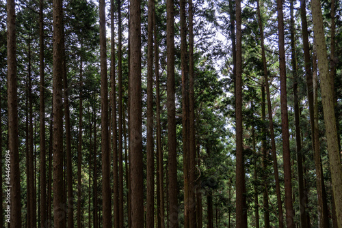 Wallpaper Mural View of the trail from Mt. Bonno-ori via Mt. Kuroyama, Mt. Iwatakeishi, and Mt. Sodake Torontodigital.ca