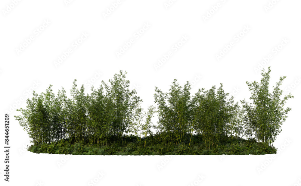 Fototapeta premium 3D render bamboo forest and meadow on transparent background