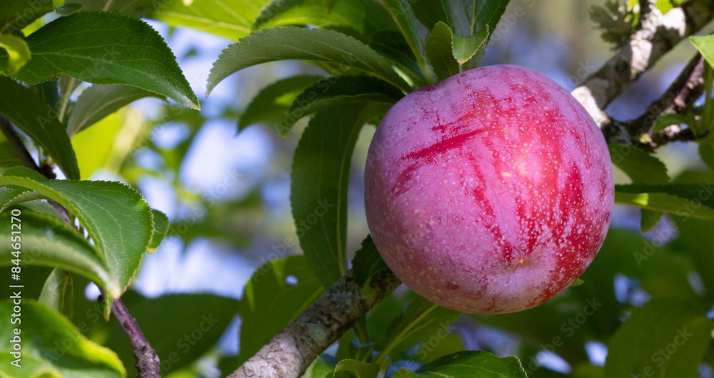 Fat Santa Rosa plum ripening