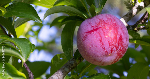 Obraz na płótnie Fat Santa Rosa plum ripening w salonie