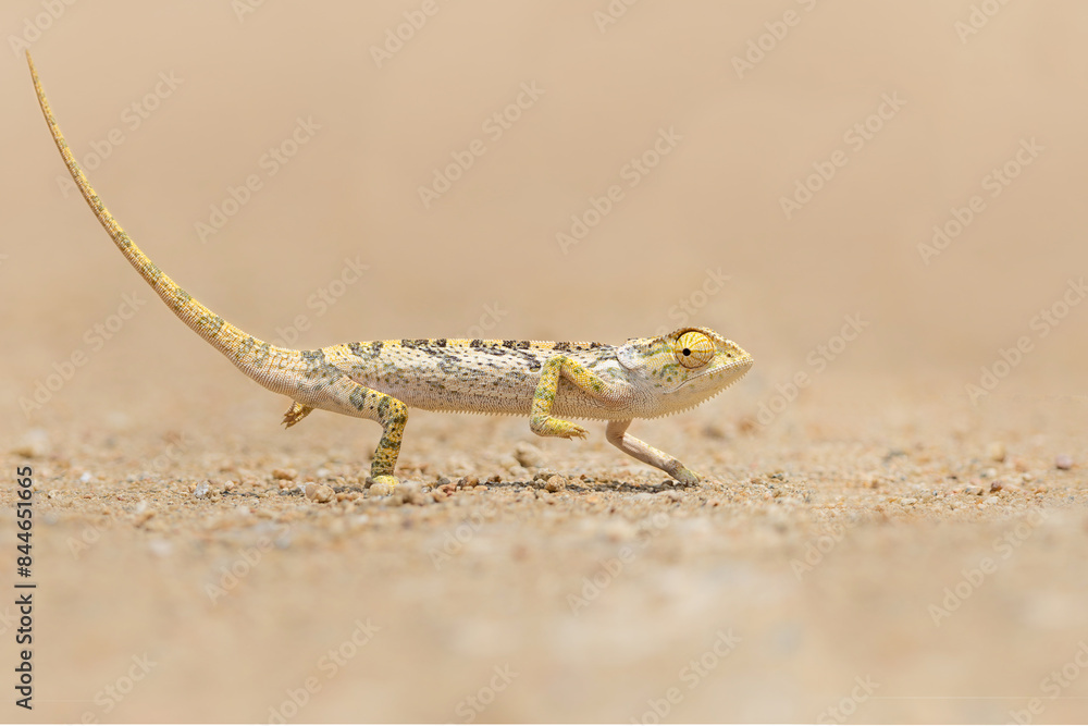 Naklejka premium flap-necked chameleon (Chamaeleo dilepis) walking in an open space in the savannah in the Greater Kruger Region in South Africa