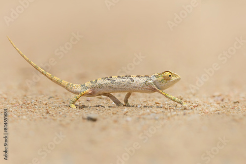 flap-necked chameleon (Chamaeleo dilepis) walking in an open space in the savannah in the Greater Kruger Region in South Africa photo