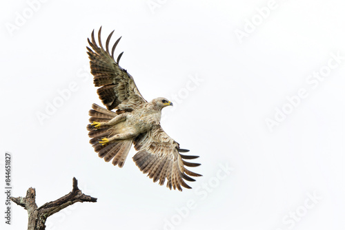 Take off of a Tawny Eagle. This Tawny Eagle (Aquila rapax) was flying away frm a tree in the Kruger National Park in South Africa photo