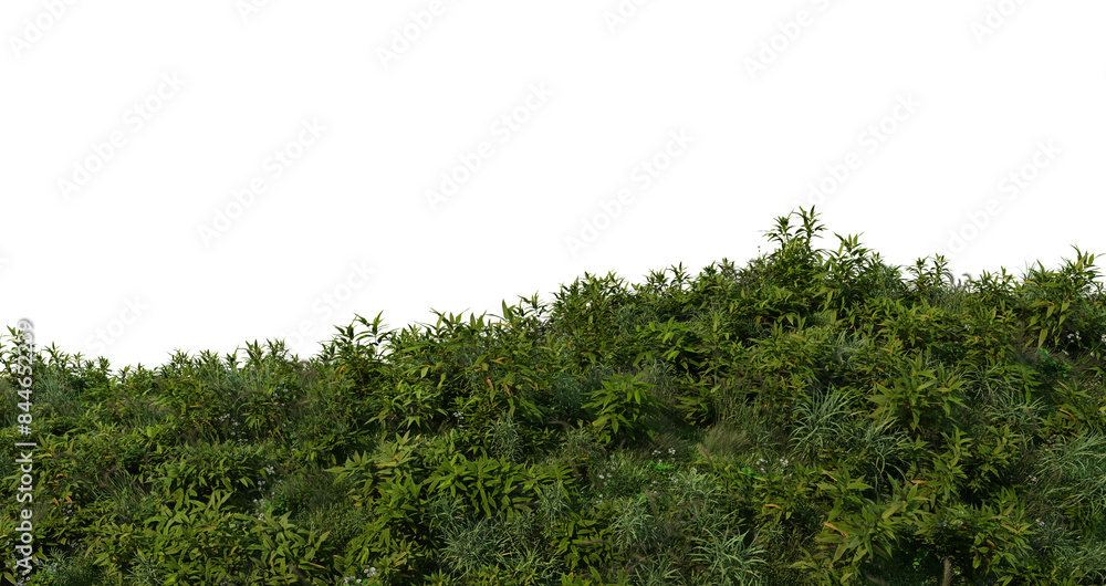 Fototapeta premium 3D render bamboo forest and meadow on transparent background