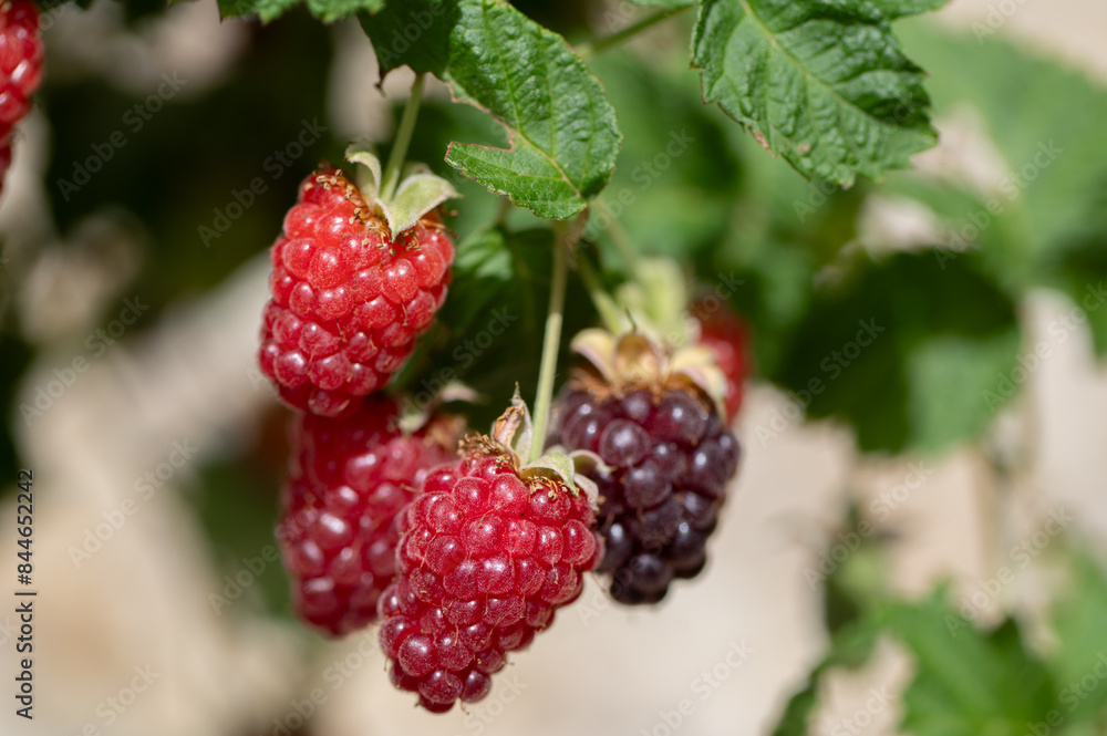 Immature raspberries and blackberries on the garden in the spring Immature raspberries and blackberries on the garden in the spring